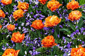 bovenzicht van oranje tulpen en blauwe anemonen van Saskia S