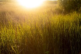 Grass meadow in the sunlight, sunset on Ameland | nature photo by Karijn | Fine art Natuur en Reis Fotografie