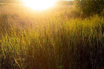 Gras weiland in het zonlicht, zonsondergang op Ameland | natuurfoto van Karijn | Fine art Natuur en Reis Fotografie
