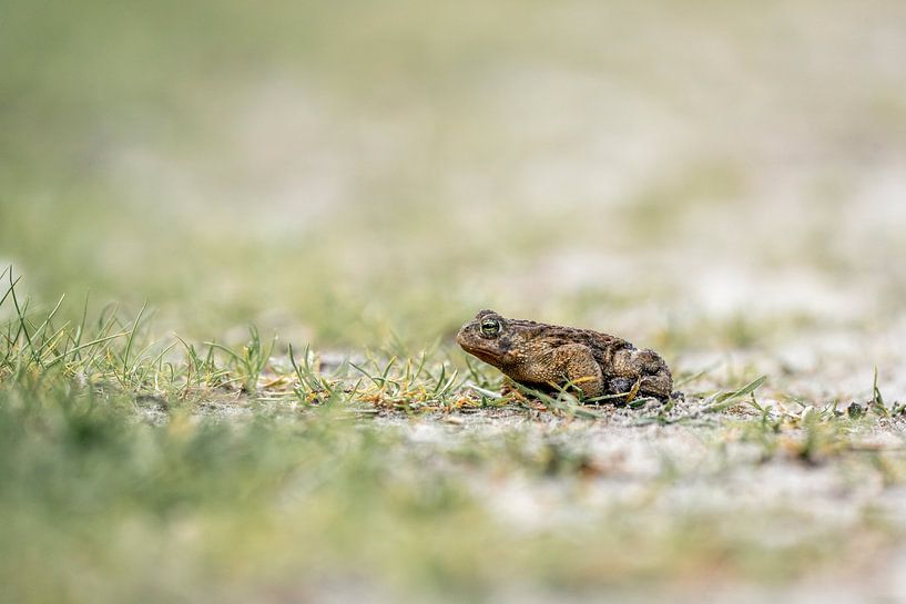 Geduldige Waarnemer Bruine Pad op het Gras van Femke Ketelaar