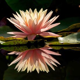 Pink Beauty von Ton van Buuren