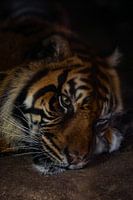 Sumatra-Tiger