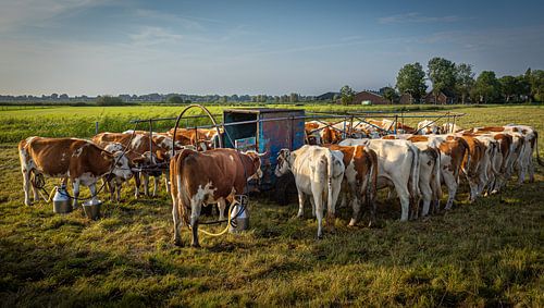 Cows at the outdoor milk truck