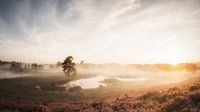 Nebliger Morgen