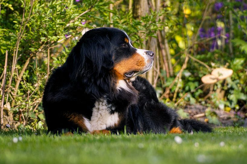 Berner Sennen by Marleen van den Boom