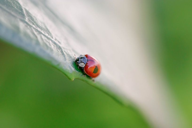 ladybug by Laura Vollering