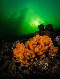 Orange sponges colour the water in autumn by René Weterings