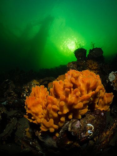 Les éponges oranges colorent l'eau en automne