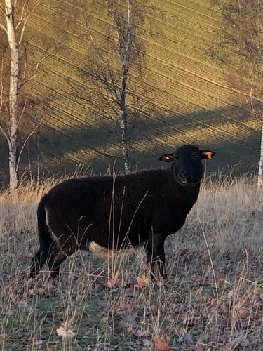 Zwart schaap