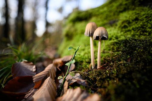 Pilze auf Moos in der Nähe von Herbstblättern, Fotodruck
