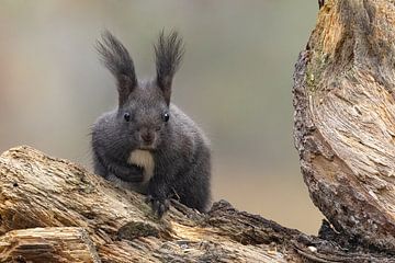 Oachkatzl (Eichhörnchen)