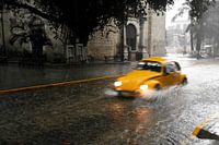 Gele Kever in Mérida (Mexico)