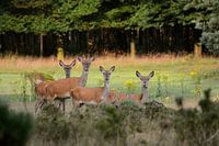 Edelherten in het Deelerwoud (Veluwe)