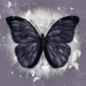Papillon noir