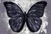 Zwarte vlinder van Bianca Wisseloo