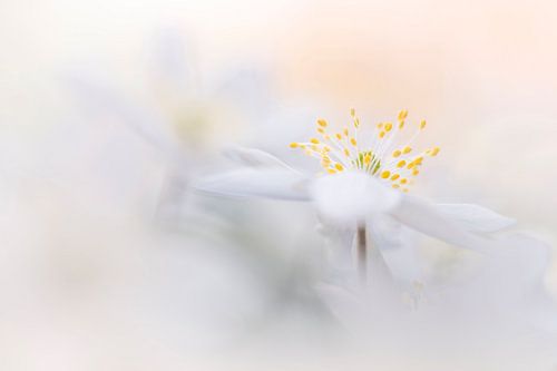 Magical Wood Anemones