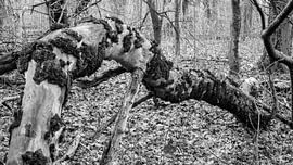 Spotted branch in the forest by Flatfield