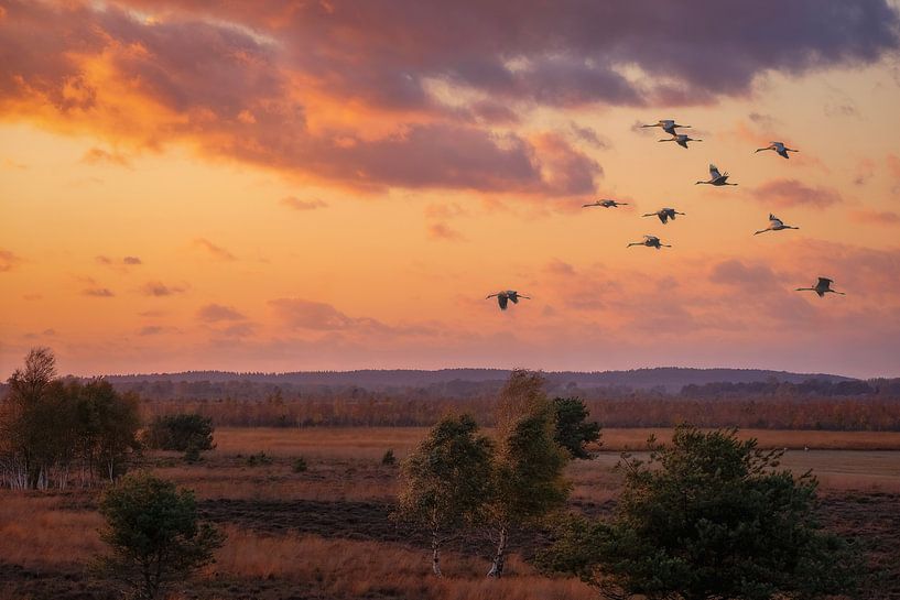 A venir par Bram de Jong