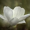 Magnolia Flower In Green Landscape by Diana van Tankeren