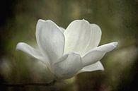 Magnolia Bloem In Groen Landschap van Diana van Tankeren thumbnail