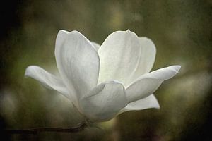 Magnolien Blüten In Grüner Landschaft
