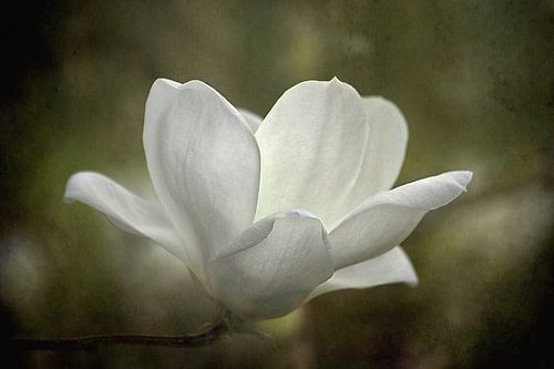 Magnolia Bloem In Groen Landschap