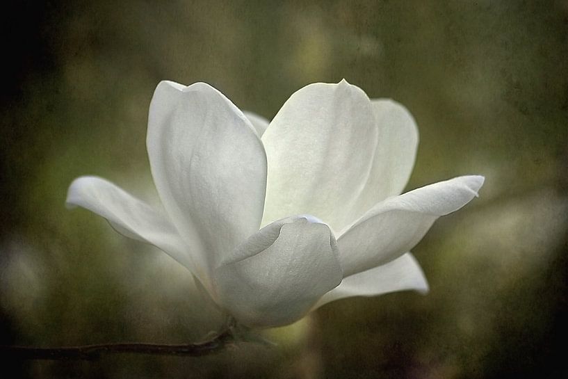 Magnolia Bloem In Groen Landschap van Diana van Tankeren