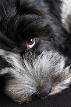 Sheepdog Polle Puppy