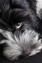 Sheepdog Polle Puppy by Wybrich Warns thumbnail