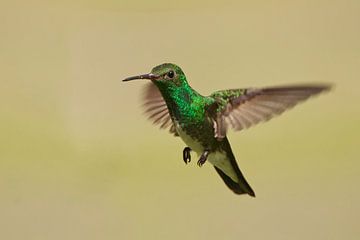 Franjeamazilia in vlucht, Brazilië.  by Wilfred Marissen