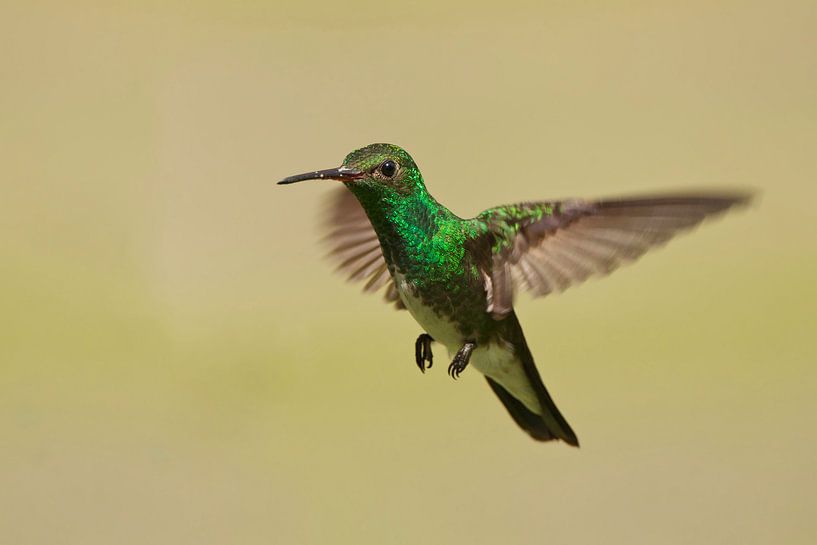 Franjeamazilia in vlucht, Brazilië.  van Wilfred Marissen