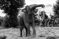 Elefant schwarz und weiß von Nancy Bogaert Miniaturansicht