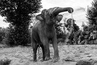 Éléphant noir et blanc