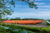 Kleurrijke bollenvelden in de bollenstreek