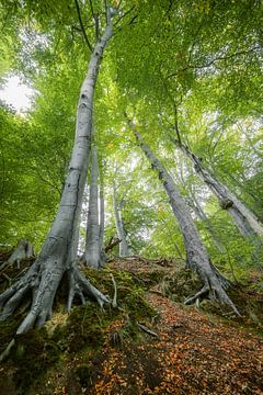 Vieux hêtres sur une colline avec des racines, des troncs et des feuilles vertes dans les couronnes, sur Maren Winter