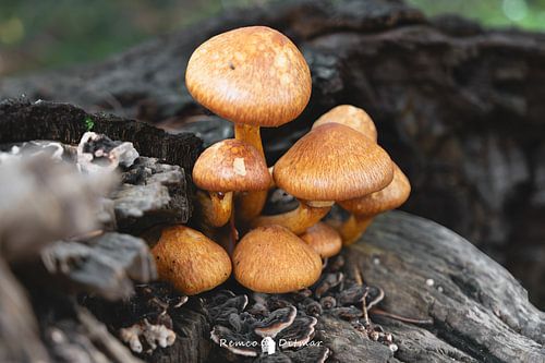 Clubje paddestoelen