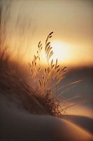 Sunset At The Beach