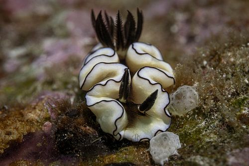 Sea snail @ Komodo, Indonesia