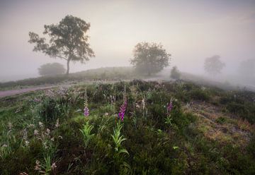 Mystische Landschaft mit Fingerhut: Ein Moment natürlicher Gelassenheit von Hevonax Photography