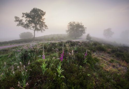 Paysage mystique avec digitale : un moment de sérénité naturelle