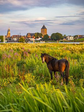 Paard tussen bloeiende uiterwaarden bij Kampen van Martijn Joosse