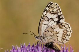 Parelmoer vlinder by Sjoerd van Luit