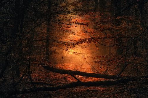 Autumn sun breaks through the trees