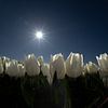 Witte tulpenveld in prachtig zonlicht van Diana Kors