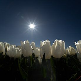 White tulip field in beautiful sunlight by Diana Kors