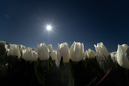 Witte tulpenveld in prachtig zonlicht