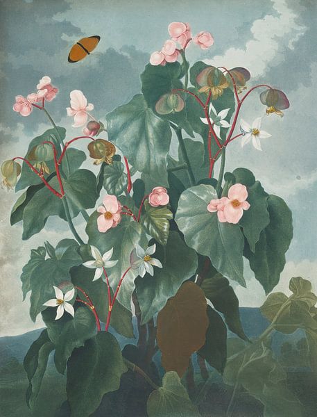 The Oblique-Leaved Begonia, Robert John Thornton by Masterful Masters