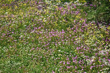 Veldbloemen op het Griekse eialnd Corfu van Ingrid Van Maurik