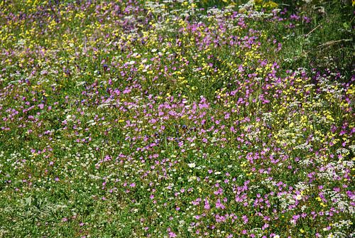 Veldbloemen op het Griekse eialnd Corfu