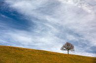 Einsamer Baum von Andreas Müller Miniaturansicht